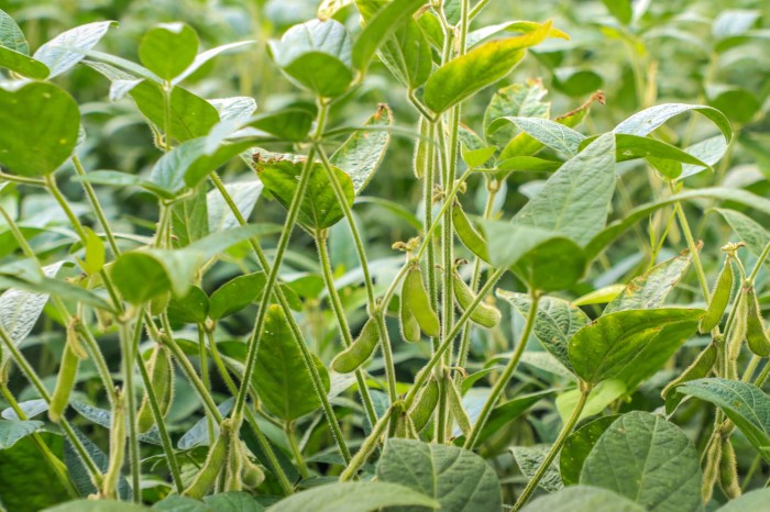 Foto: José Fernando Ogura/Arquivo AEN