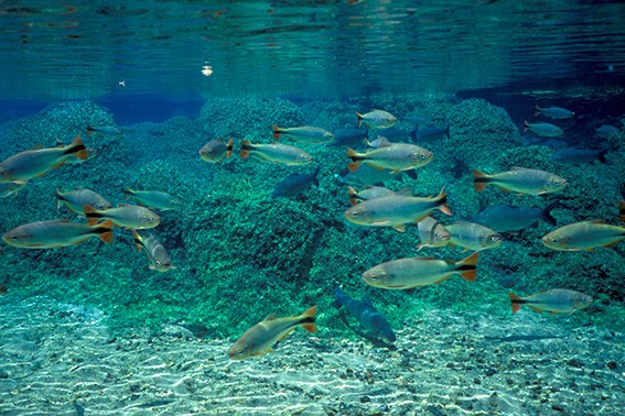 Peixes no rio Olho d'Água em Bonito (MS) - Foto: Zig Koch / Banco de Imagens ANA