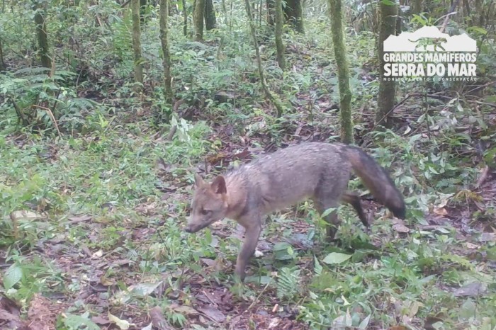 Foto: Rede de Monitoramento do Programa Grandes Mamíferos da Serra do Mar/Copel