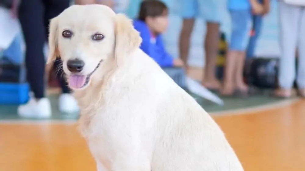 CastraPet Paraná: um novo capítulo para o bem-estar animal