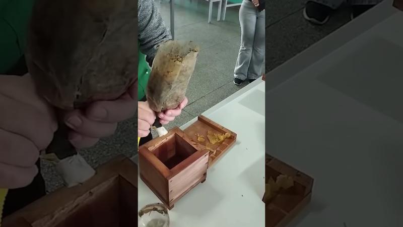 Curso de meliponicultura fortalece práticas sustentáveis e preservação ambiental no município